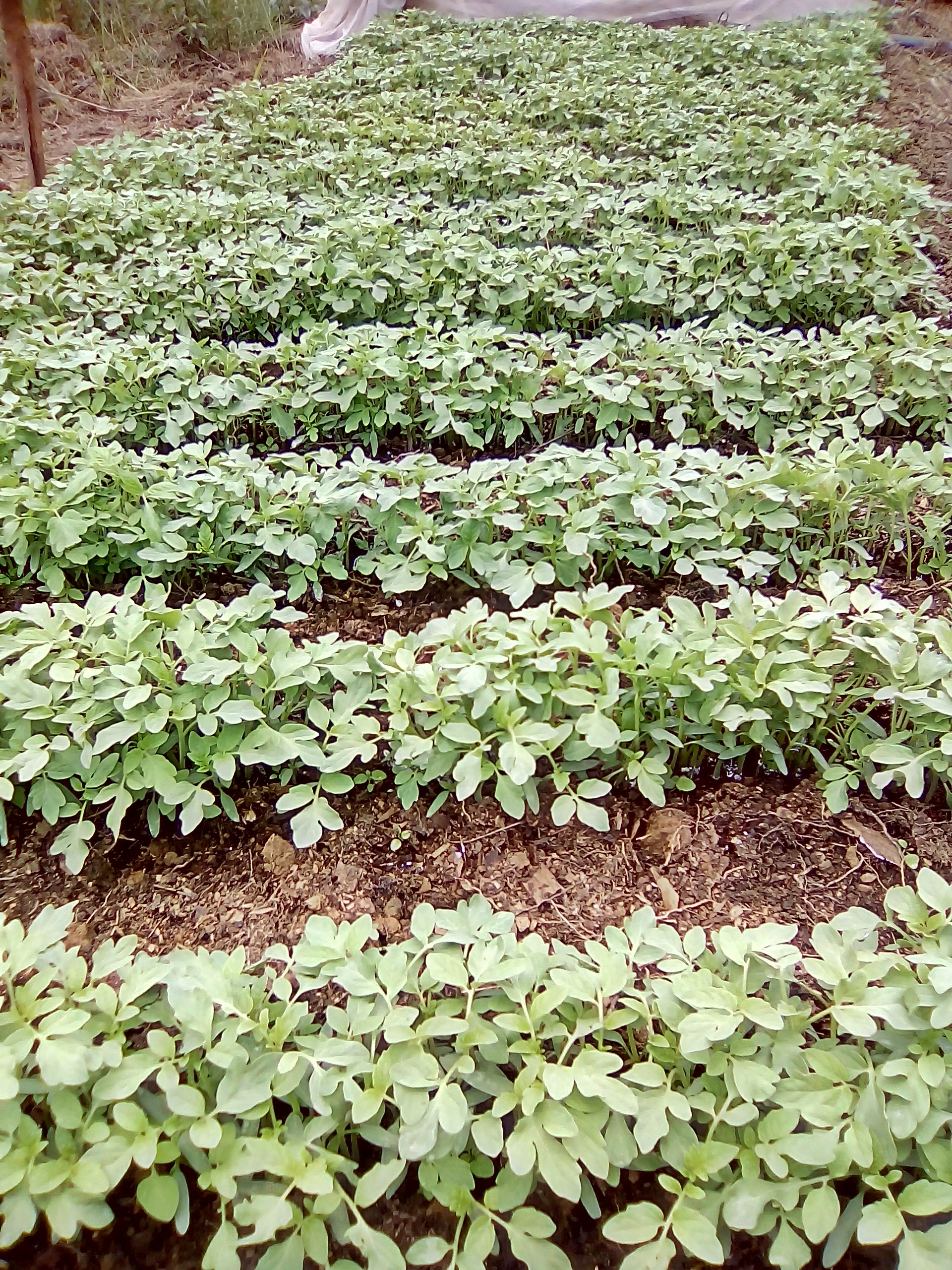 Hybrid Tomato Seedlings
